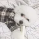두비