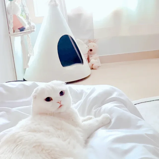 찌니