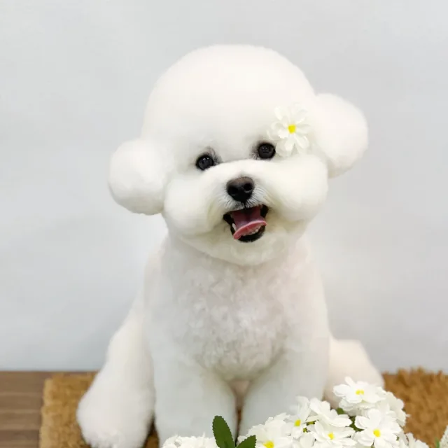 댕댕