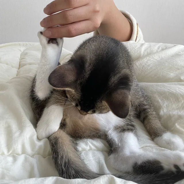 햄깅찌