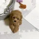 단지네하우스