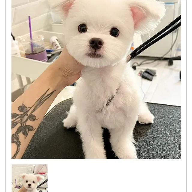 붉은여우1