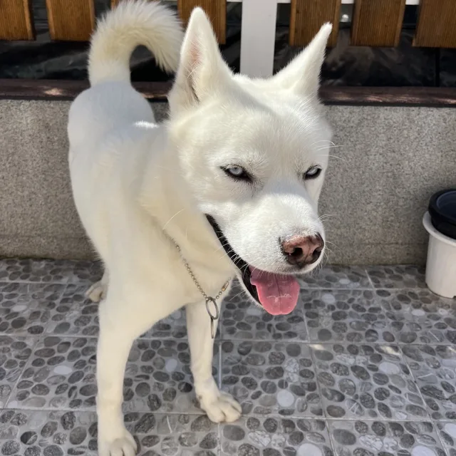 차도녀