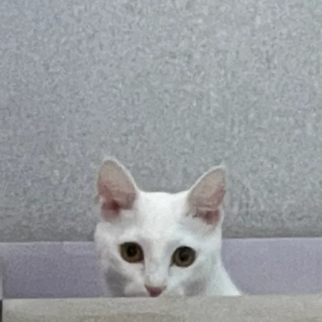 nyaong