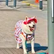 캔디