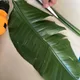 트루센