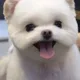 딩딩이