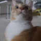 로미는고양이