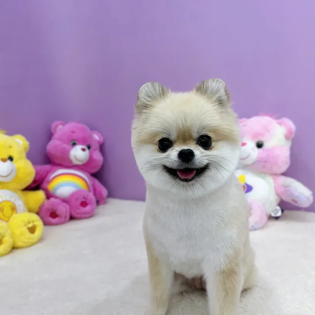 신디