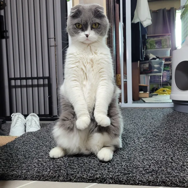 짱구엄마