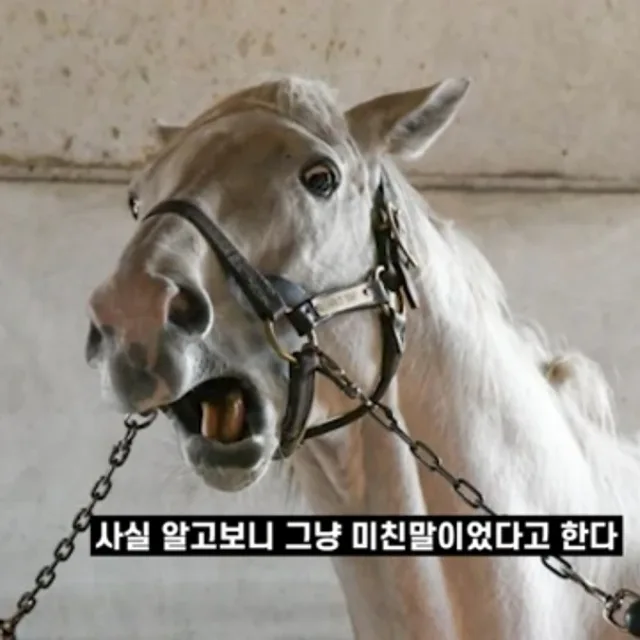 사이다