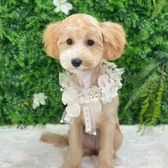 kyu