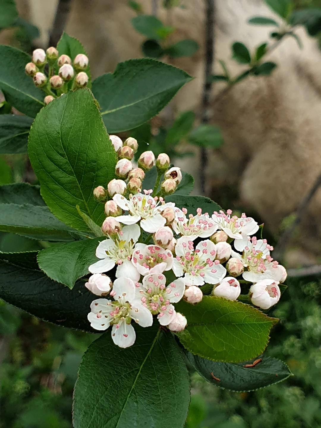 카이로스