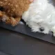 보듬구름