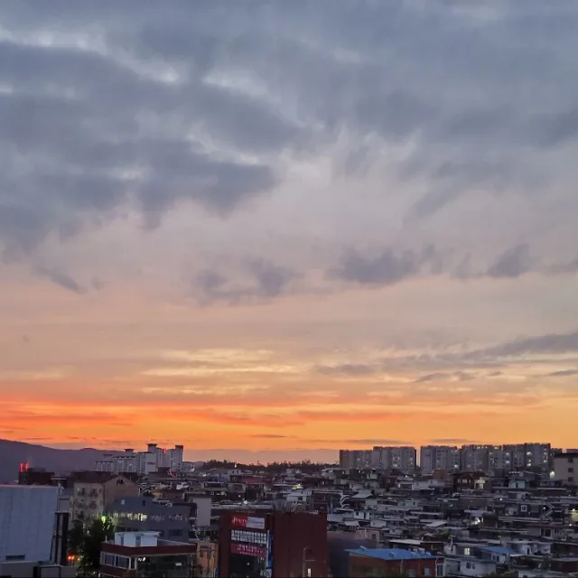들국화