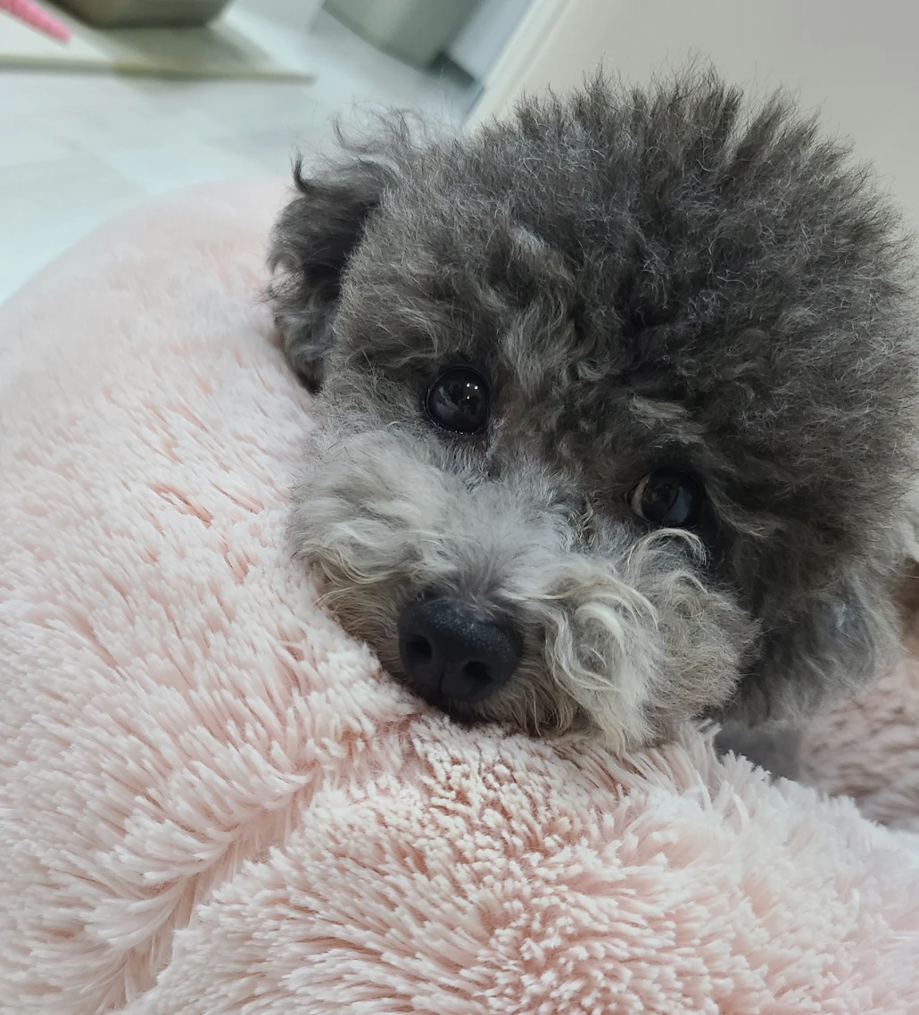 둥듕