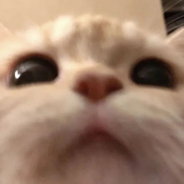 이름없는당근