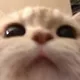 이름없는당근