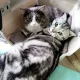 레이루밍