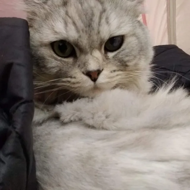 펭귄12