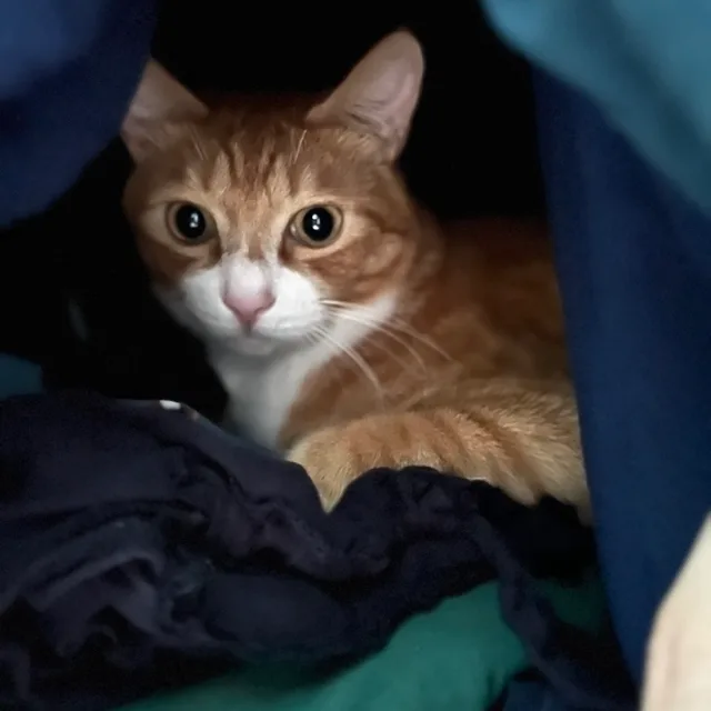 미솜메이호