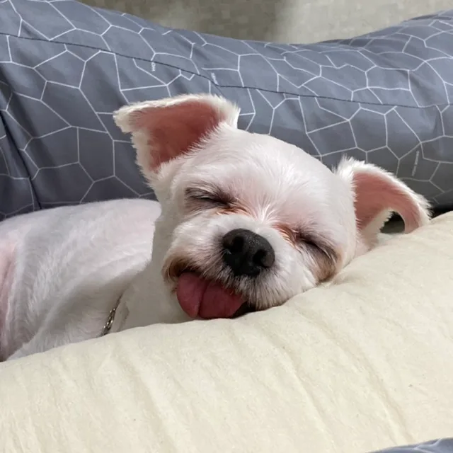 뽀준
