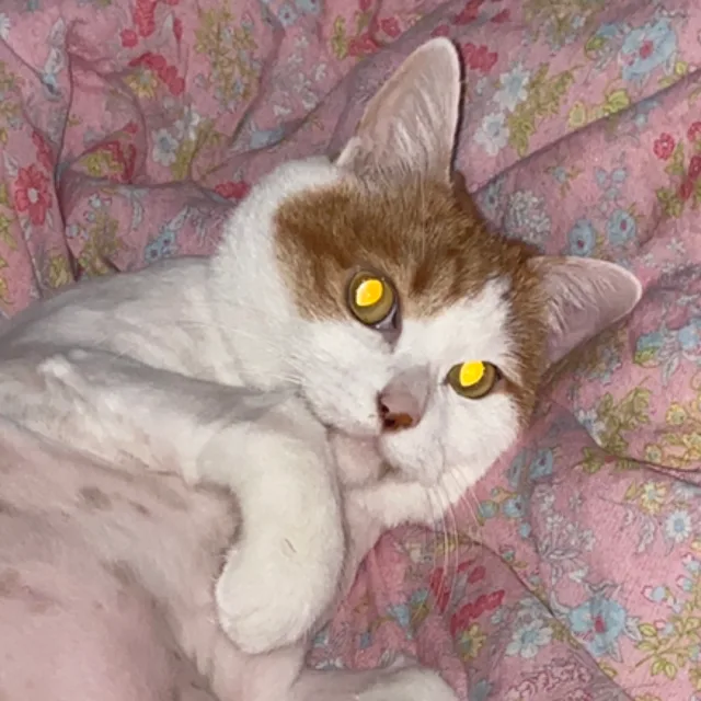 표니
