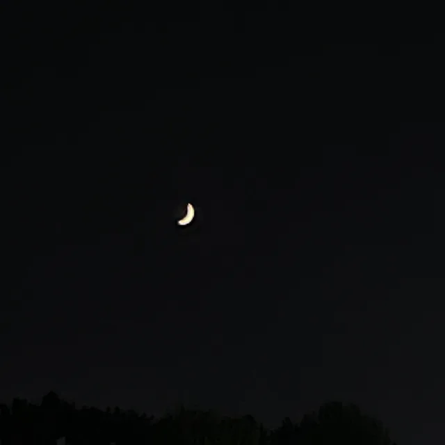 노란콩알