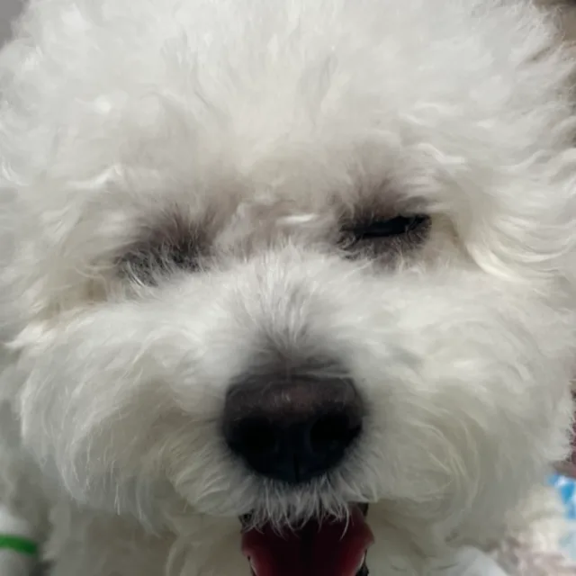 두두언니