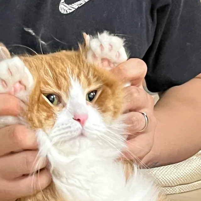 춘홍