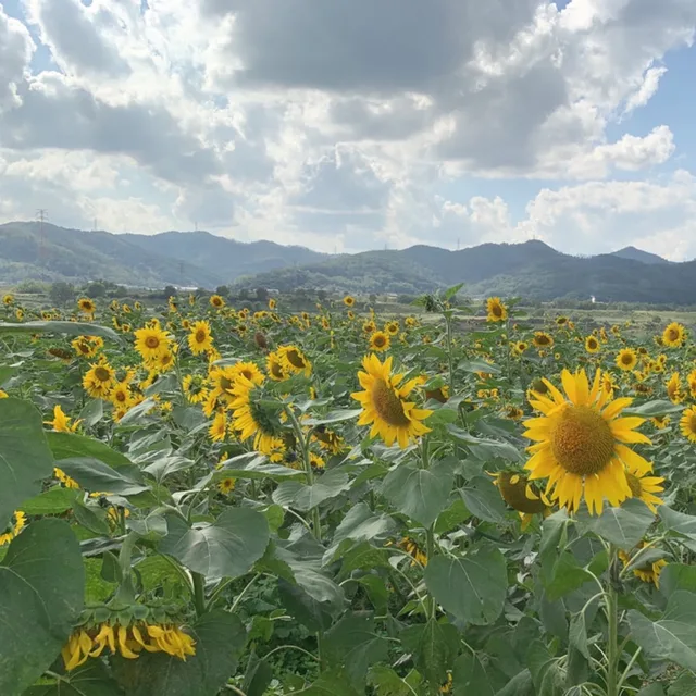 댱근