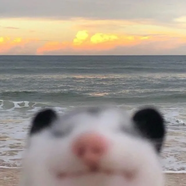 웃는고양이