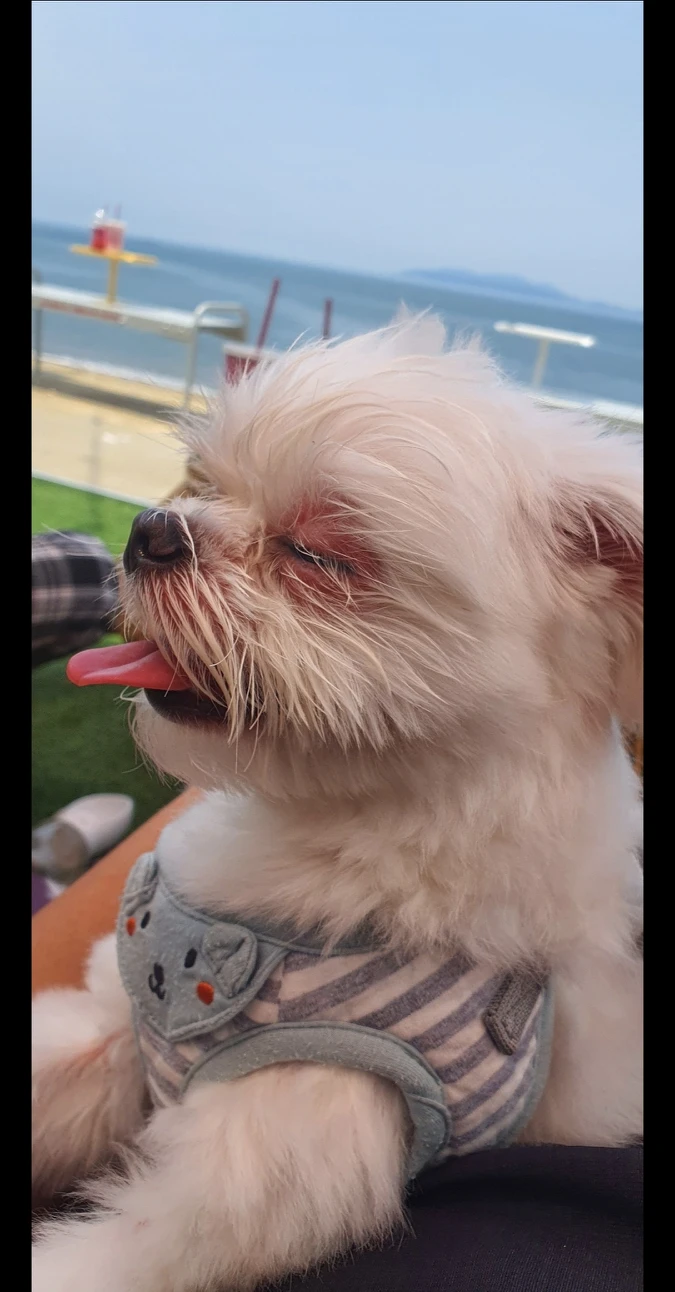 셀러디