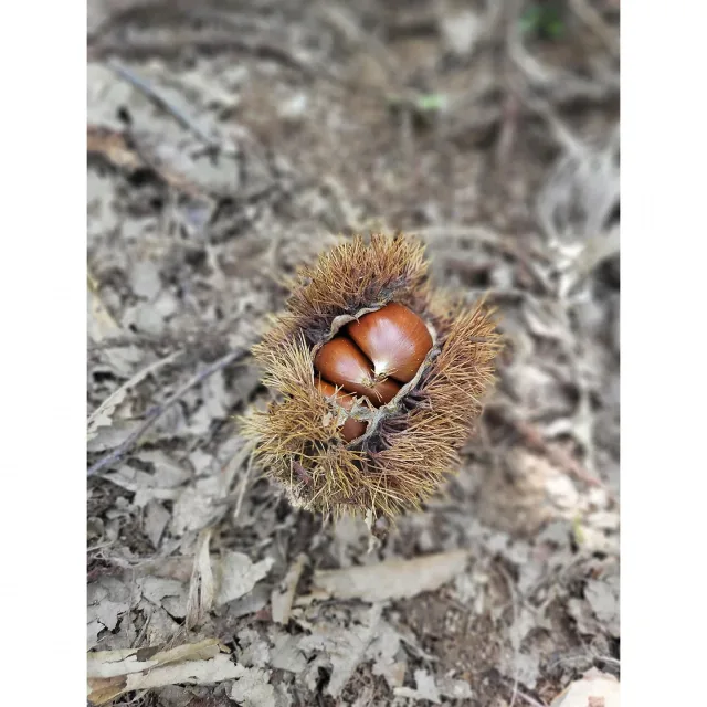 러브코코