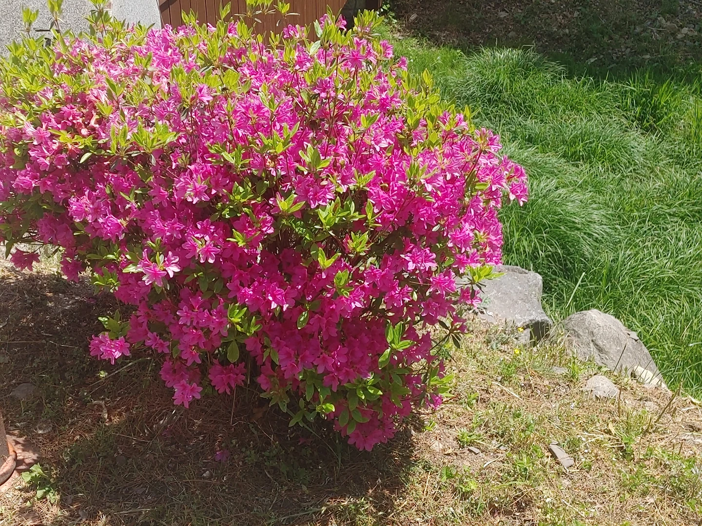 메롱이야