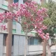 꽃님