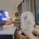 아리아빠