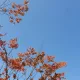 뚜띠