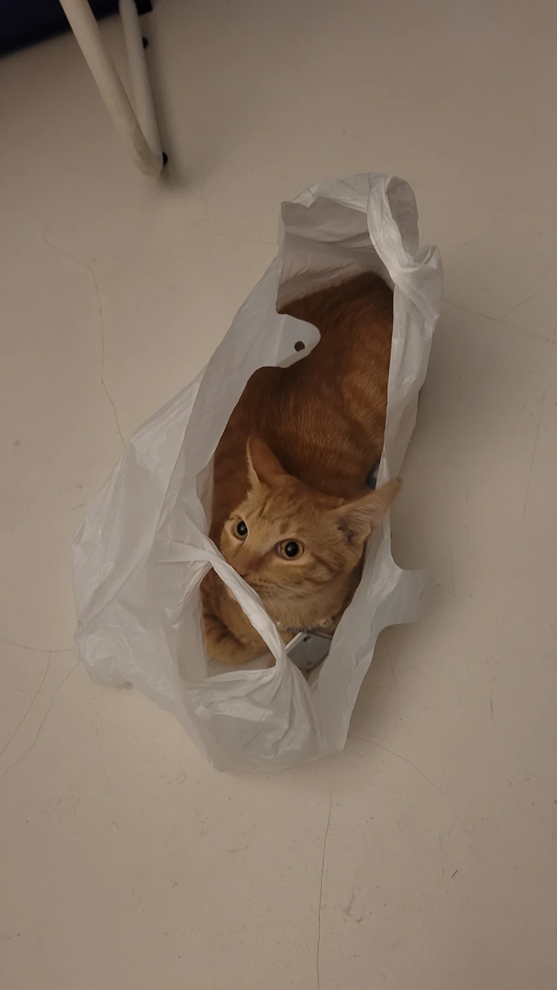 윤이