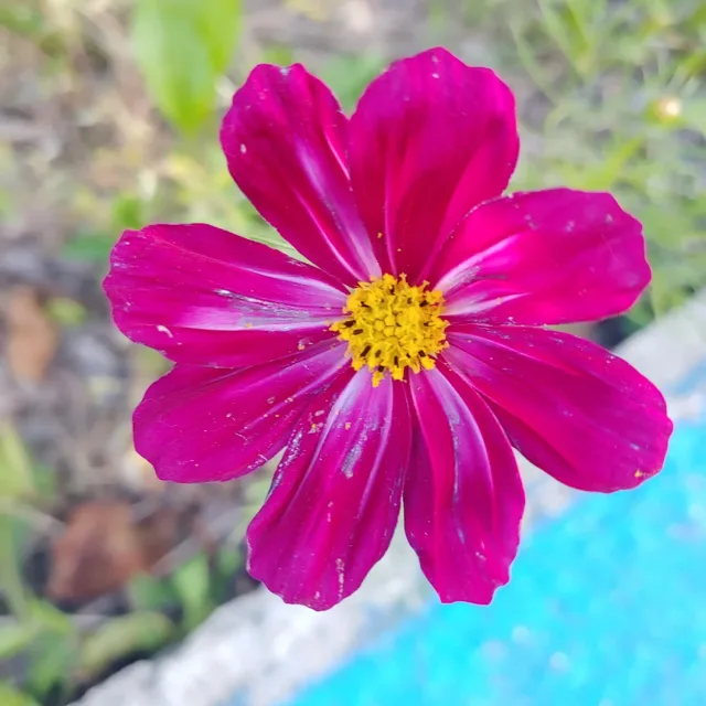 복돤샘