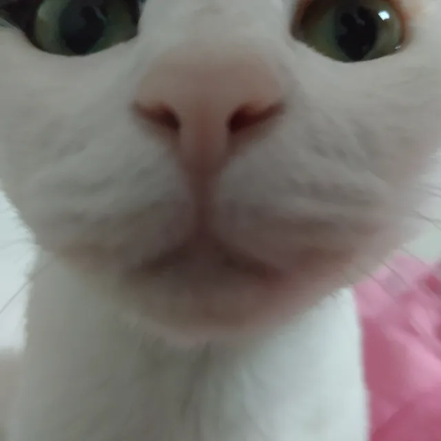 징이