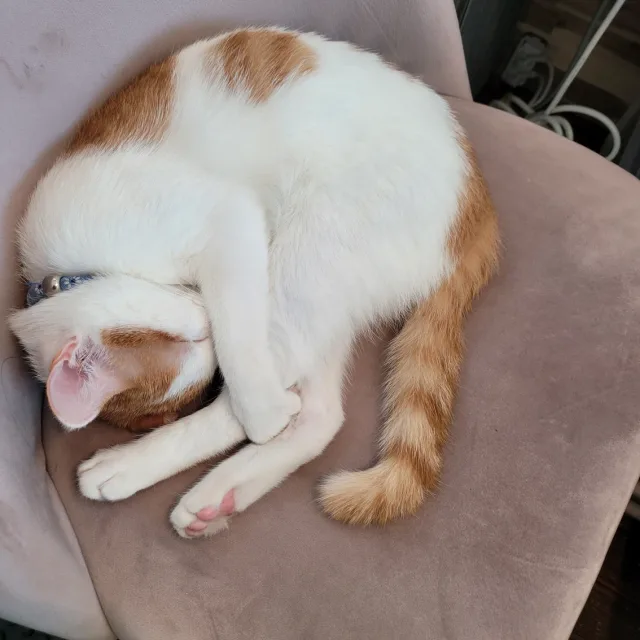 가이아