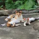 개냥이