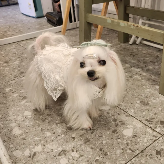 제니