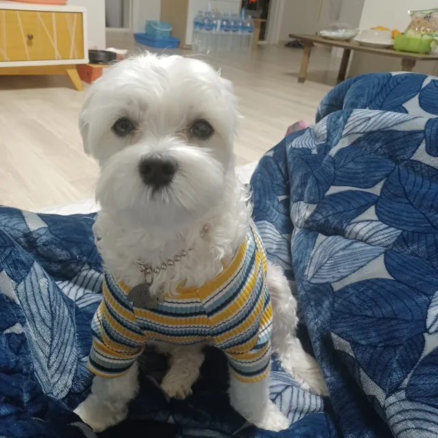 당근이지