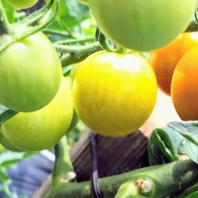 생각한대로