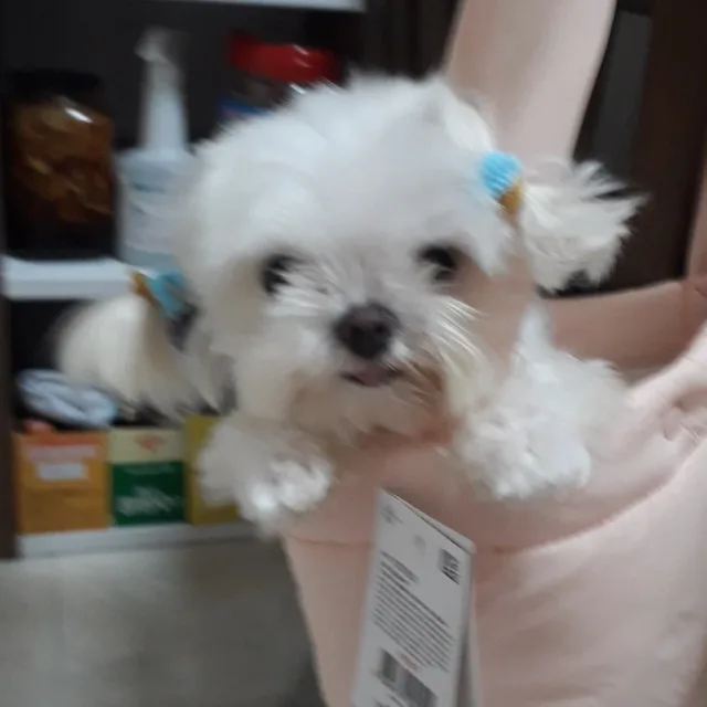 망고