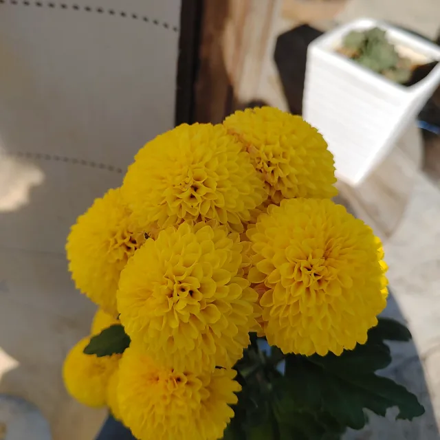 몽실엄니