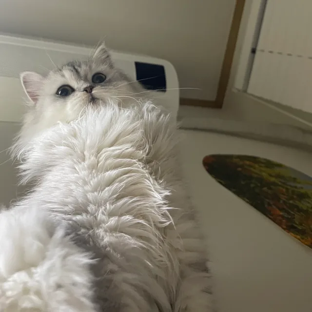 천사맘