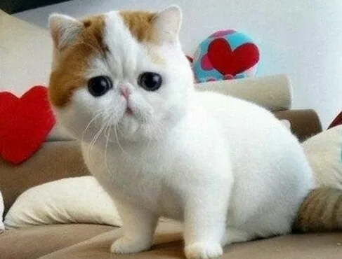 키키